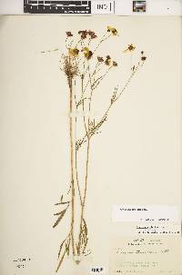 Coreopsis tinctoria image