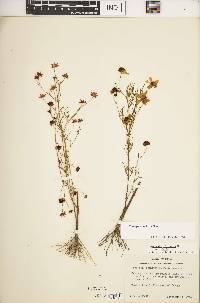 Coreopsis tinctoria image