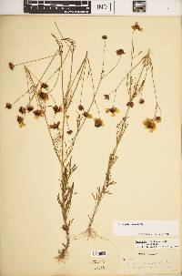 Coreopsis tinctoria image