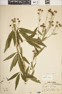 Coreopsis tripteris image