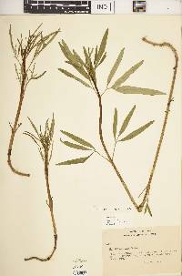 Coreopsis tripteris image