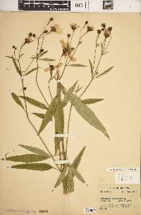 Coreopsis tripteris image