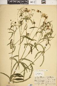 Coreopsis tripteris image