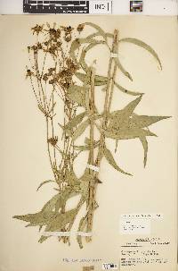 Coreopsis tripteris image