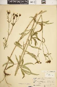 Coreopsis tripteris image