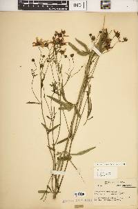 Coreopsis tripteris image