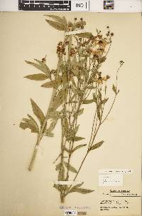 Coreopsis tripteris image