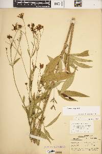 Coreopsis tripteris image