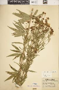 Coreopsis tripteris image