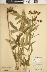 Coreopsis tripteris image