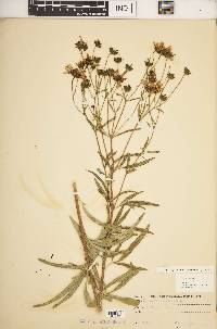 Coreopsis tripteris image