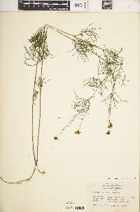 Coreopsis verticillata image