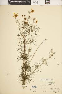 Coreopsis verticillata image