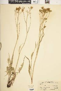 Crepis acuminata image