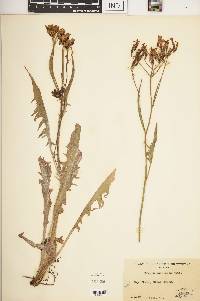 Crepis acuminata image