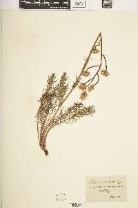 Crepis chondrilloides image