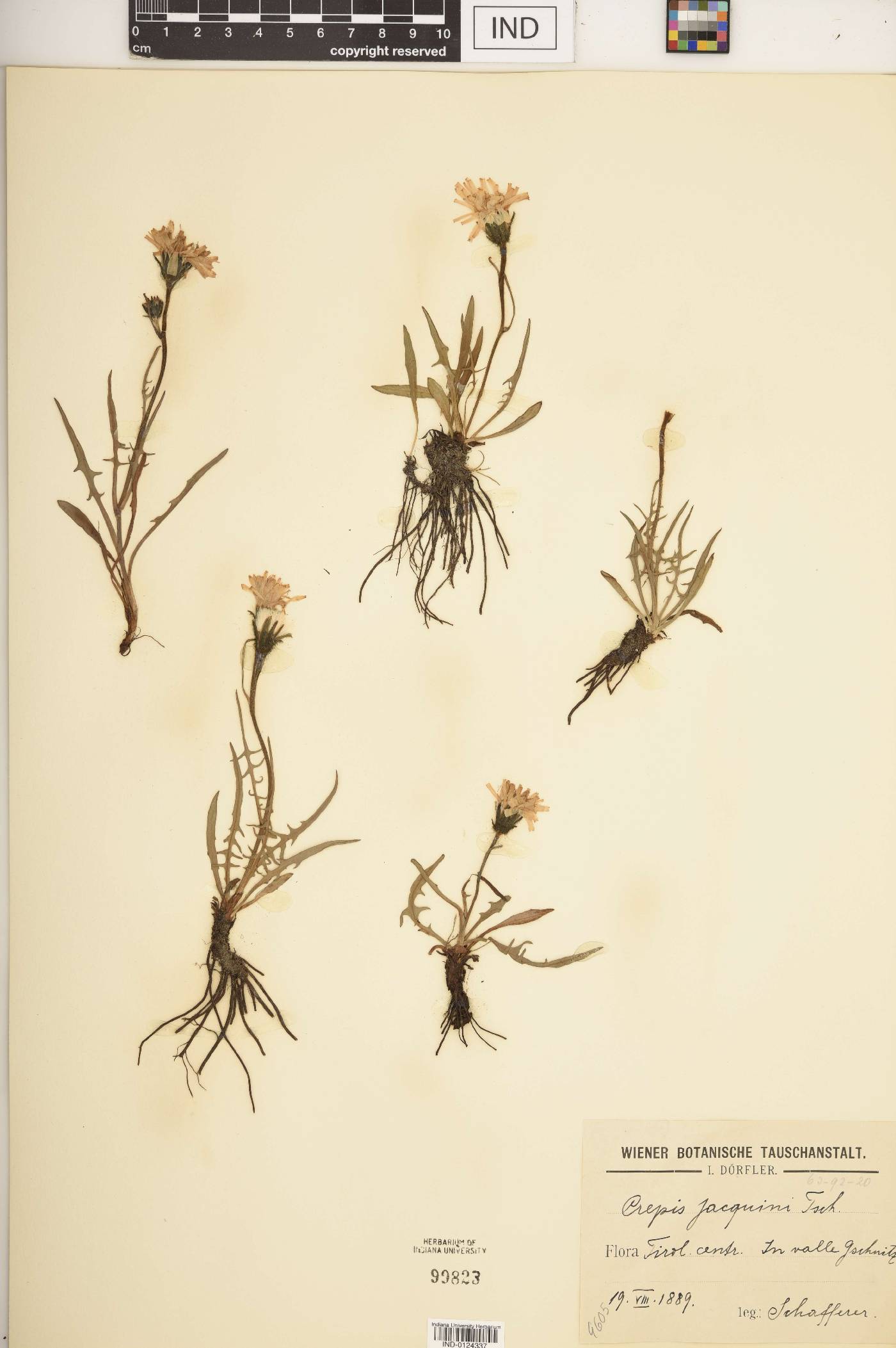 Crepis jacquinii image