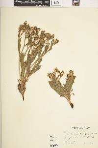 Crepis monticola image