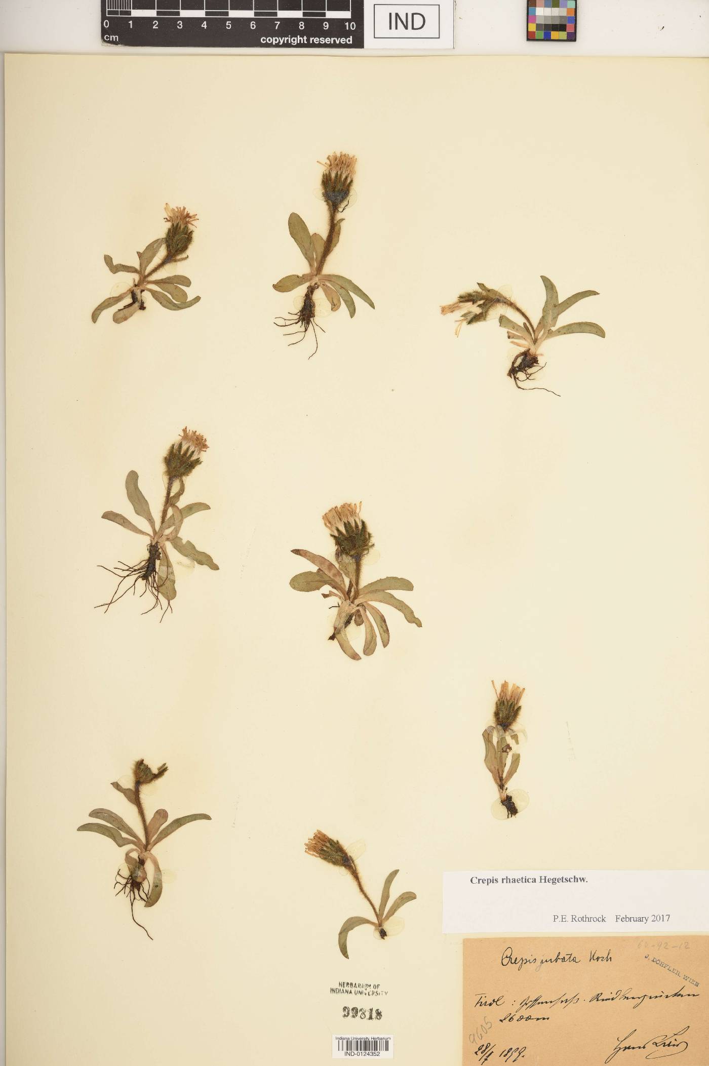 Crepis rhaetica image