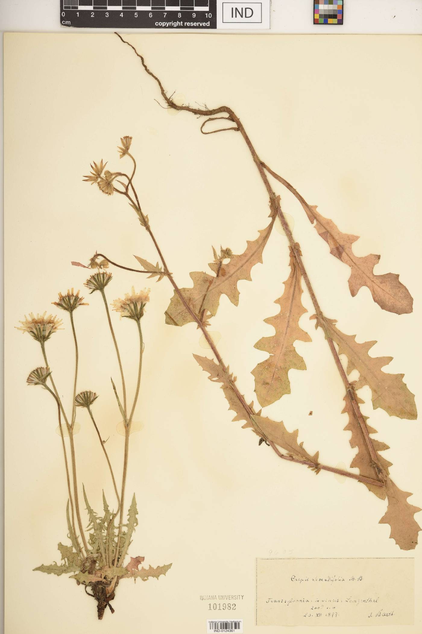 Crepis foetida image