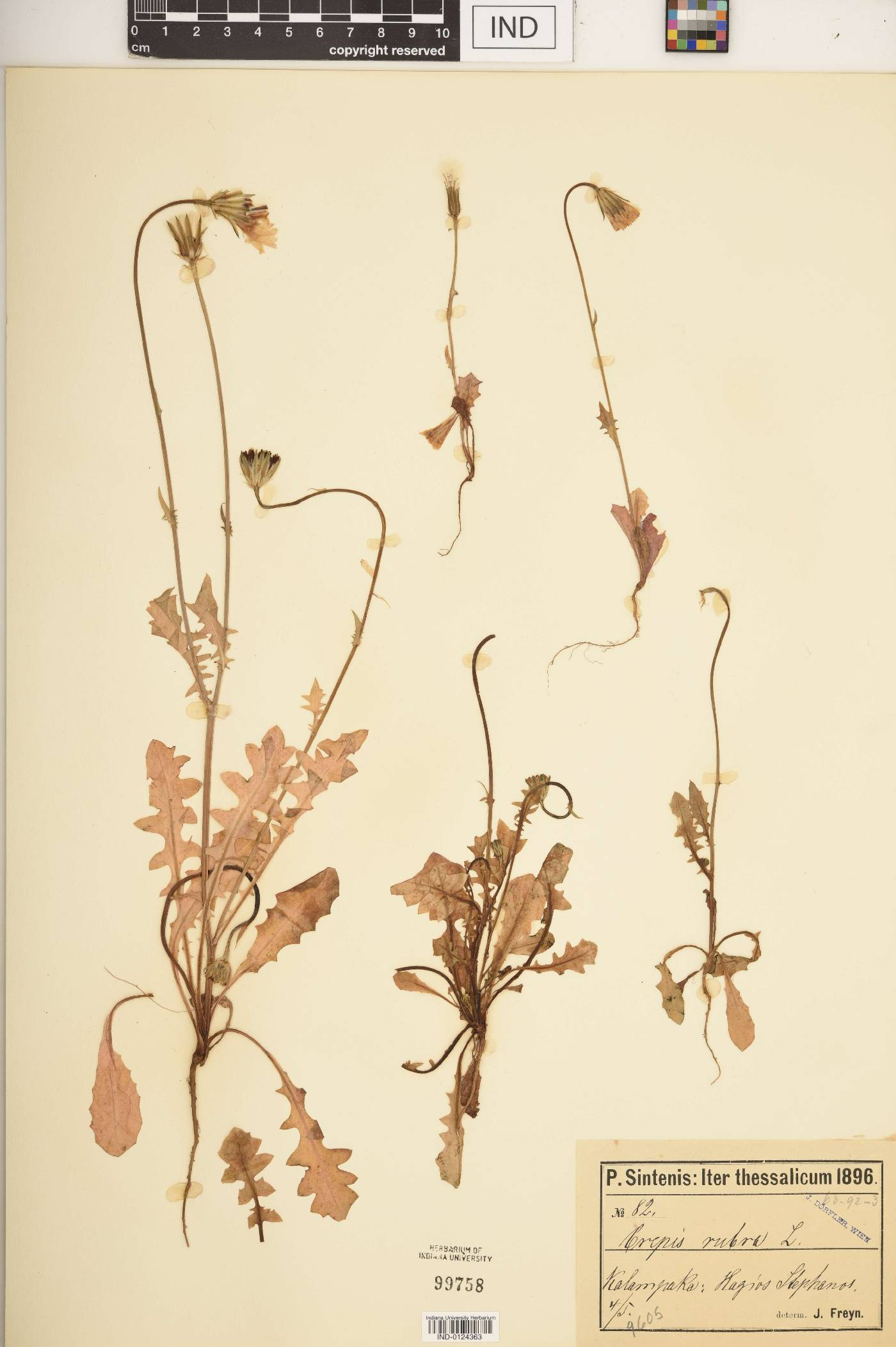 Crepis rubra image