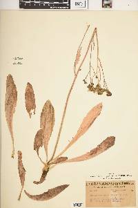 Crepis runcinata image