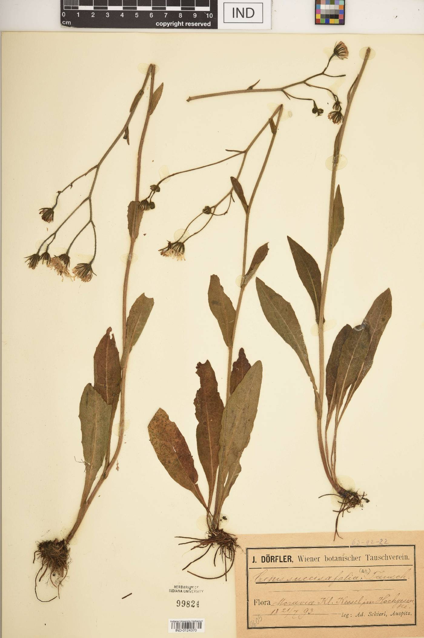Crepis succisifolia image