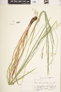 Carex biltmoreana image