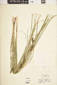 Carex bullata image