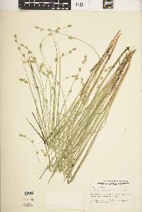 Carex canescens var. disjuncta image