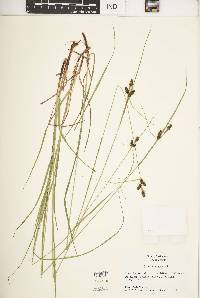 Carex caroliniana image