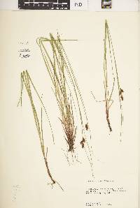 Carex caroliniana image