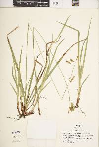 Carex castanea image