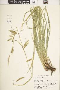 Carex cherokeensis image