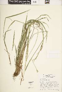 Carex crebriflora image