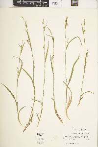 Carex gracilescens image