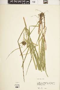 Carex grayi image