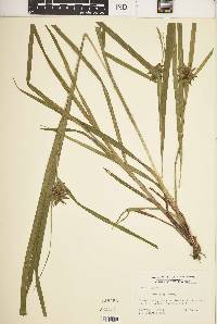 Carex grayi image