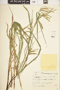 Carex gynandra image