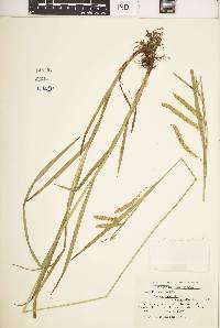 Carex gynandra image