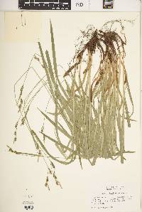 Carex hirtifolia image