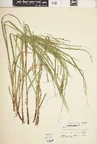 Carex debilis var. rudgei image