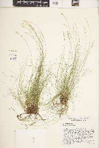 Carex eburnea image