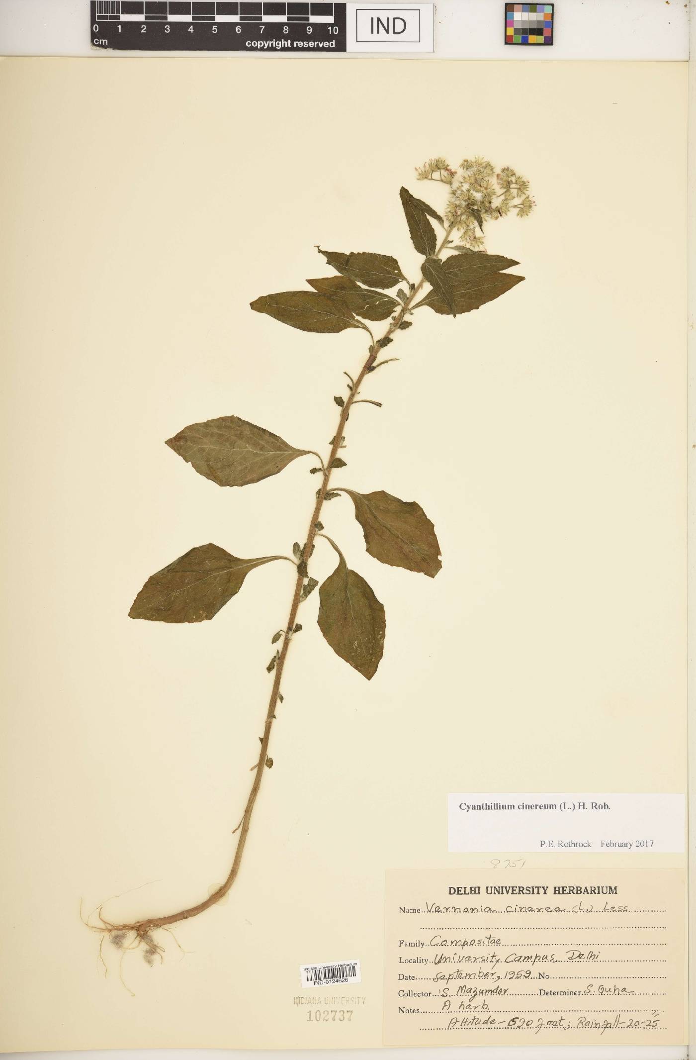 Cyanthillium cinereum image