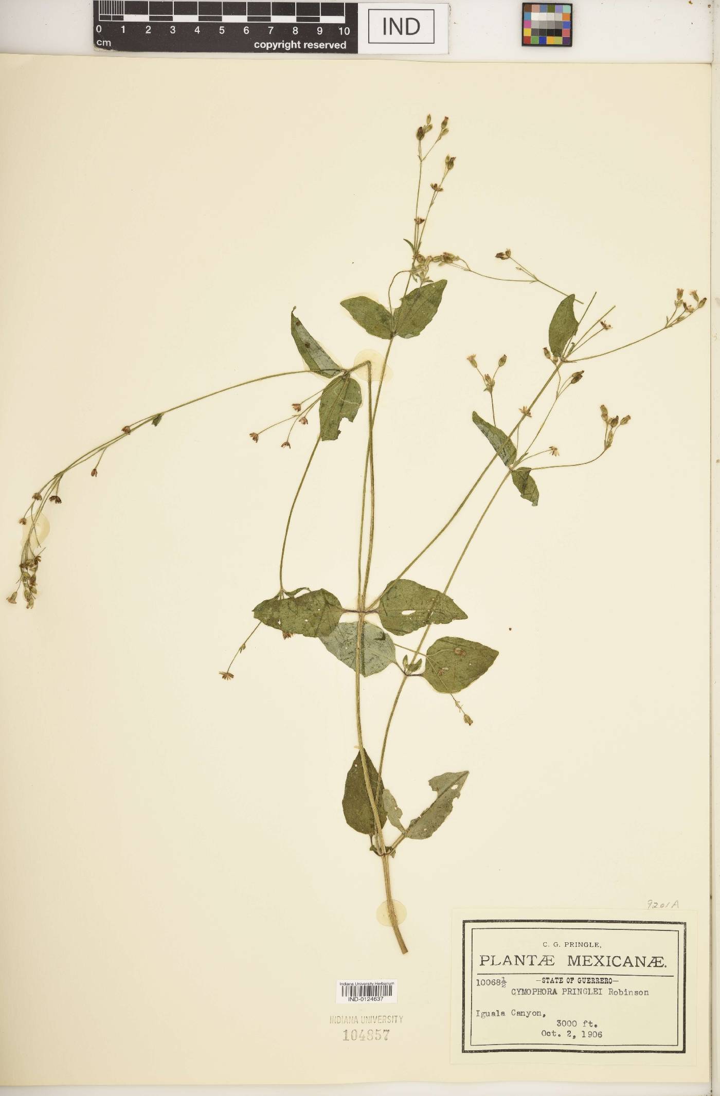 Cymophora pringlei image