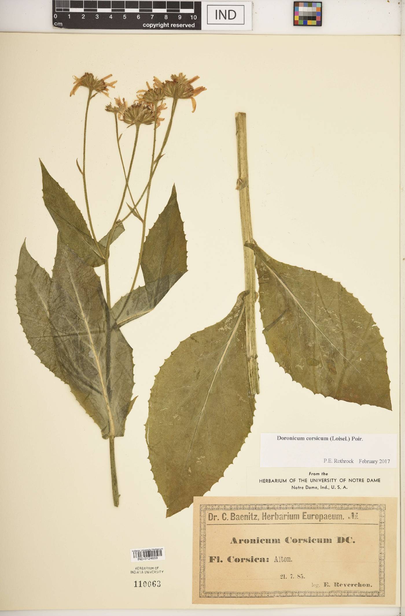 Doronicum corsicum image