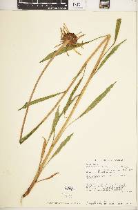 Echinacea paradoxa image