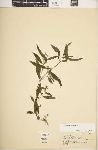 Eclipta prostrata image