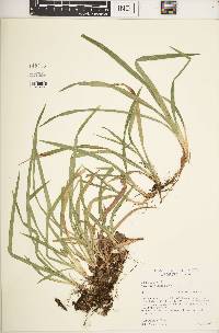 Carex abscondita image