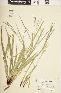 Carex arctata image